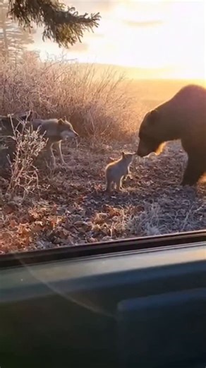 apex predators | Witness a rare, high-stakes example of maternal instinct in the frozen tundra. ❄️ ​In the unforgiving Canadian wilderness, survival isn't... | Instagram