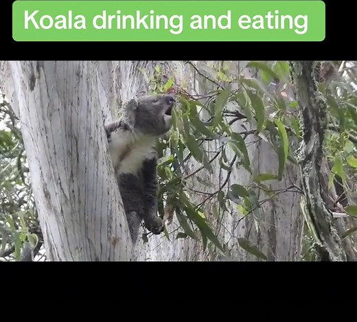 Koalas in the Rain: Water Drinking Behavior Explained