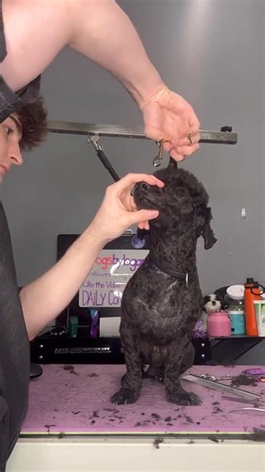 he broke his leg . #doggrooming #dogsbylogan #woodle #dogs | Dogs by Logan