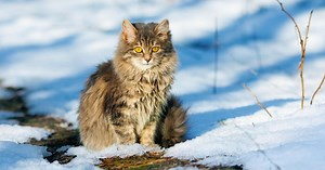 How to care for outdoor cats in winter