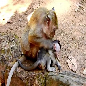 128K views · 1.1K reactions | Despite being pushed away by the mother monkey repeatedly, the baby monkey still tried to cling to his mother. #monkey | Monkey New | Facebook