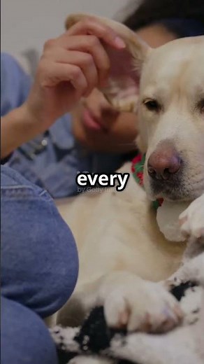 Unbreakable Bond: Dogs & Humans