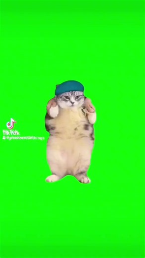 #hey hey hey dancing kitty cat meme