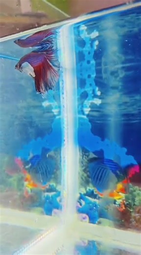 “Most Beautiful Betta Fish Ever 😍🔥 | Satisfying Aquarium Video”