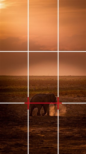 6.7K views · 47 reactions | Grid for Composition: The Ultimate trick for Seamless Subject Placement! #CANwithCanon #ClickwithCanon #CreatewithCanon #Wildlife #Ruleofthird #Composition #SubjectMarking #CanonPhotography #CanonClicks #CanonIndia #DelightingYouAlways | CANON India | Facebook