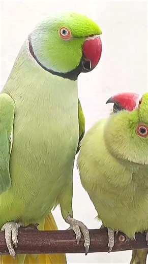 Indian Ringneck Talking Parrot Mithu #ringneckparrot #parrot #talkingparot #shorts #talkingparrot
