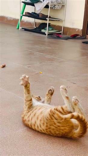 Hilarious Cat Meowing 😹🎶You Won’t Stop Laughing #hilariouscat #funnycats #meowingcat