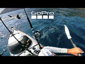 Massive Great White Shark Stalks Kayaker