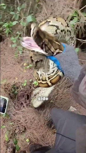 Python almost eat him😱#python #everglades #wildlife