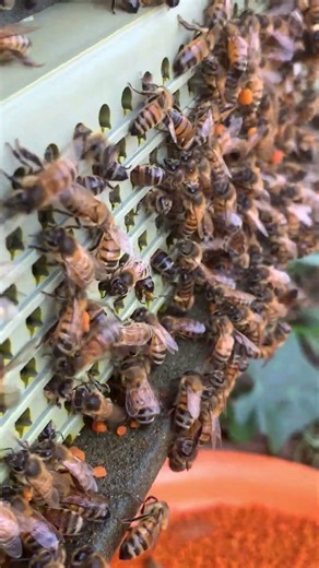 Worker Bees Bringing Pollen Home 🐝 | Hive in Action
