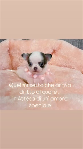 La Maison Pet Tres Jolie - Toelettatura Spa on Instagram: "🩷Quel musetto che arriva dritto al cuore… e in un attimo ti fa innamorare. 🤍🐾 Occhioni pieni di speranza, zampette pronte a correrti incontro, un cuore piccolo… che aspetta un amore immenso. 🩷🩷Forse sta aspettando proprio te🩷🩷 Perché certi incontri non sono coincidenze. Sono destino. ✨ 📍 La Maison Pet Très Jolie 🏠 Via San Secondo 14D, 10128 Torino 📞 011.19501828 📲 Whatsapp 3405049964 📳 Instagram & Facebook"