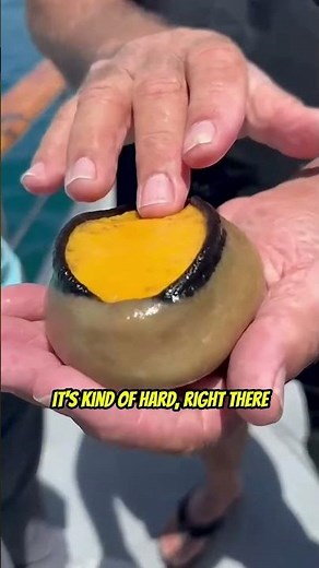 Giant Keyhole Limpet caught offshore!