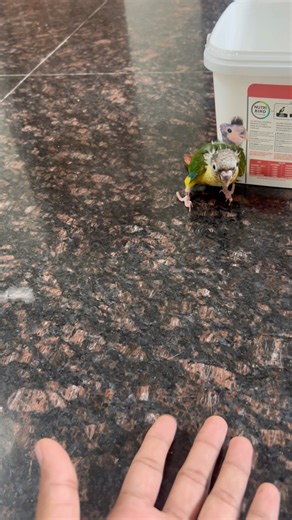 Green yellow sided conure taming process Chennai aviary #parrot #aviary #conurecare #tamedbirds