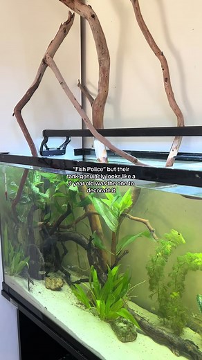 Why Betta Fish Don't Belong in 2-Gallon Tanks