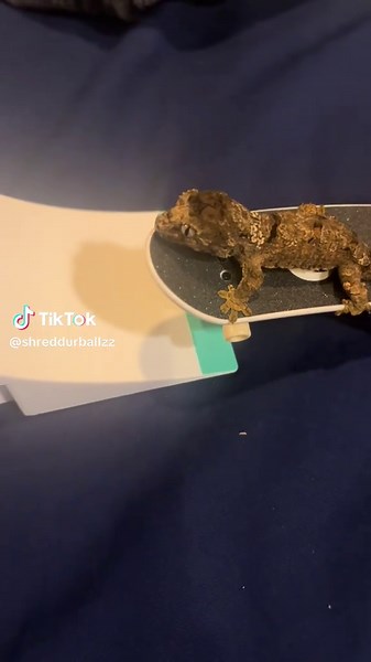 shreddurballz on TikTok