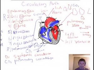 Circulatory path - heart regions and structure