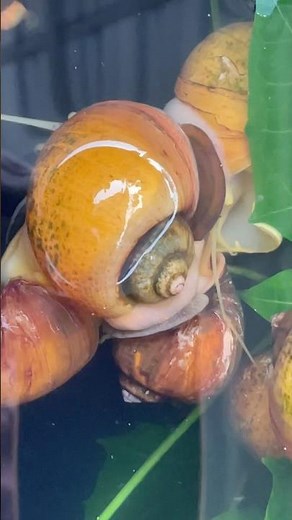🐌💛 Golden Apple Snails Up Close! #shorts