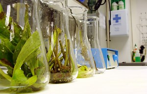 Vytrus Biotech obté la primera patent contra la caiguda del cabell a Europa, Estats Units i Japó | Canal Terrassa