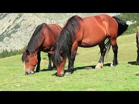 La robe bai chez le cheval: Définition et caractéristiques- La minute équine #2