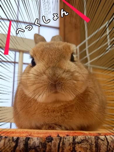 不機嫌なおててのうさぎの可愛い一面