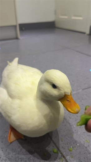Feeding My Duck Cucumbers - Cute Snack Time!