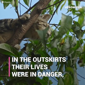 47K views · 2.4K reactions | Hawaii was filled with abandoned cats that gave way to a large group of feral cats. The felines were beautiful but they were endangering the ecosystem of the place. The authorities would be forced to exterminate the kittens. But a group of cat lovers had an idea that would save the lives of hundreds of cats: The Lanai Cat Sanctuary. | Meow Meow | Facebook