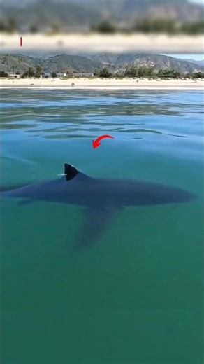 A man records a Scary Shark 🦈😳