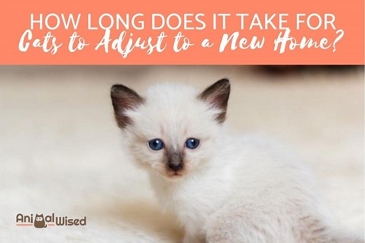 How Long Does a Cat Take to Adjust to a New Home? - Adapting After Adoption