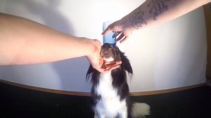 35K views · 685 reactions | It doesn't take long for this dexterous doggy to learn a new trick! https://www.youtube.com/watch?v=SJEpA90uyvA | storyful | Facebook