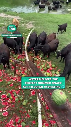 Cows munch on watermelon