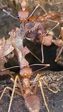 Weaver Ants Hunting Together Incredible Teamwork in the Wild