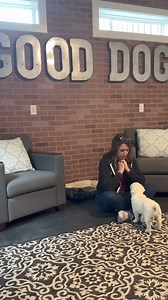 This is the first step to teaching puppies to respect personal space and not jump. 🐶✨ Start early, and set the tone for good habits from day one! 👇 Here’s how to start: 1️⃣ Get down to their level without saying a word. 2️⃣ Wait for them to choose calm behavior—no words, no eye contact. 3️⃣ Once they make the right choice, mark it with a ‘yes’ and reward! 🎯 Tip: It’s much easier to prevent jumping from the beginning rather than fixing it later! So, establish boundaries early and make it fun f