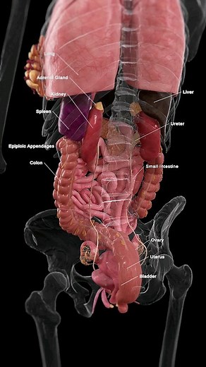 SciePro | 🔍 A Rear View of the Female Organs: Understanding the Anatomy 🔍 This comprehensive view from behind reveals the complex arrangement of the... | Instagram