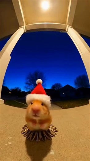 God_Hamster on Instagram: "D-3 🎅"