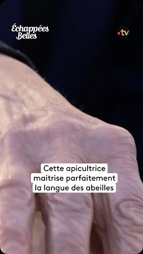 France.tv nature on Instagram: "« Quand il y a beaucoup de nectar qui rentre, on entend la joie des abeilles ! « 🐝 Dans les Pyrénées, Catherine Flurin n’est pas une apicultrice comme les autres. Avec sa méthode sans produit chimique et basée sur le respect des abeilles, elle veut porter la voix de l’apiculture douce. Au contact permanent des abeilles depuis 50 ans, elle a appris à écouter et comprendre la langue de celles qu’elle considère comme « sa famille ». 👉Retrouvez plus d’épisodes d’Éch