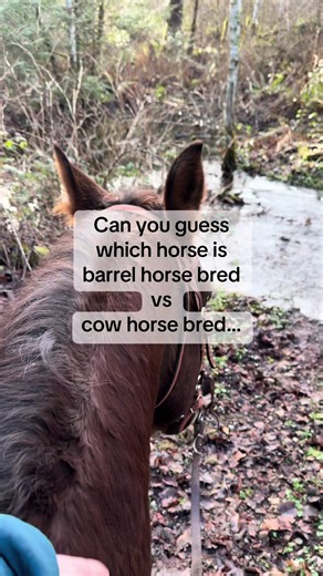 🤔 #quarterhorse #aqha #barrelracing #longlivecowgirls #riverrun