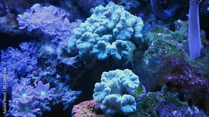 trumpet coral colony, organism frags move in powerful circular current of nano reef marine aquarium, popular, demanding species pet in beautiful live rock ecosystem, healthy in actinic LED blue light