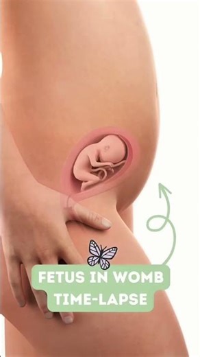 The Greatest Journey: Week-by-Week Fetal Development Inside the Womb | 3D Medical Animation