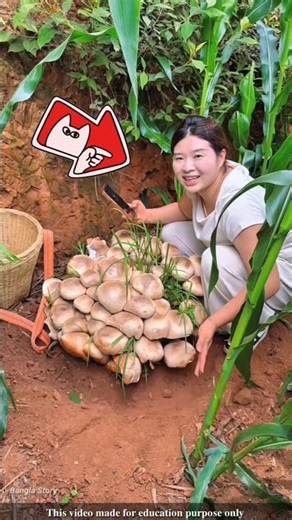Many mushrooms had sprouted in the farmer's cornfield |#farming