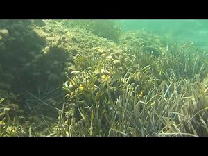 Schnorcheln in Korfu - Snorcling in corfu