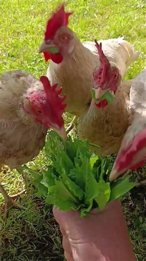Hungry Chickens Rush to Eat Greens from My Hand 🐔🌿 | Real Farm Life