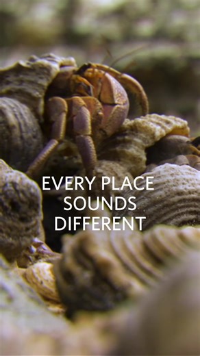 The sounds you hear outdoors are called #bioacoustics. And this natural sountrack provides valuable data for scientists. What’s your favorite #nature sound?