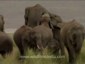 Impressive horde of Indian elephants!