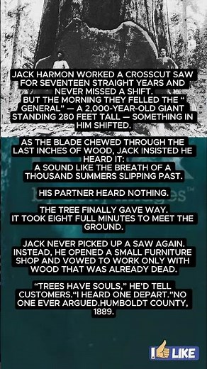 The Man Who Heard a Tree’s Last Breath