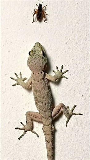 lizard sound #video #viral #chipkali #lizard #tiktiki #shorts