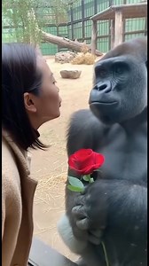 A Lady Blows a Kiss to the Gorilla — His Reaction Is Hilarious 😂🐵 #gorilla #funnyanimals | Relic Narratives