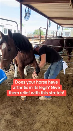 Does your horse have arthritis in its legs? Give them relief with this stretch! Learn how to stretch the front legs of an arthritic horse to help improve comfort and mobility. Simple, safe, and effective for your horse’s daily care. #sporthorsechiropractic #chiropractic | Sport Horse Chiropractic