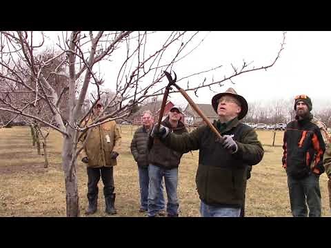 BWCD Pear Tree Pruning with MSU Extension Fruit Educator, Bob Tritten