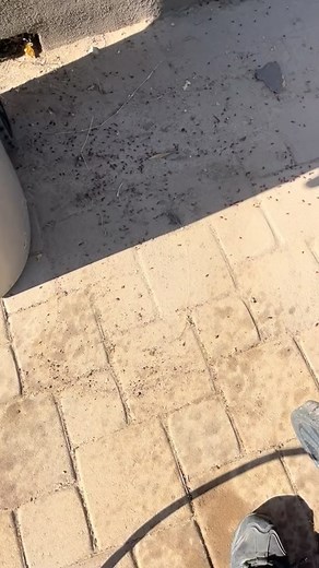 Box elder bugs gone wild 👀 | Peski