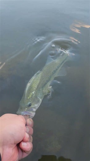 Fish Release CXXXVIII: Largemouth Bass